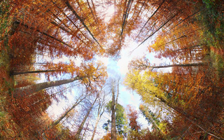 Illustration for article titled Shooting Challenge Fall Leaves Gallery 2